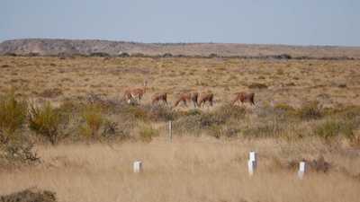 Alianza de la FUNDACIÓN PATAGONIA NATURAL y Genneia