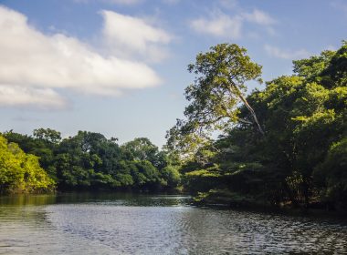 Natura regeneración