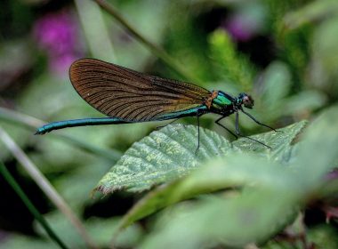 Biodiversidad