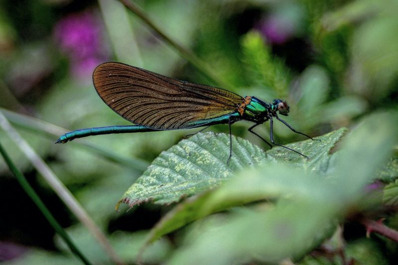 Biodiversidad